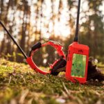 collare gps per cane