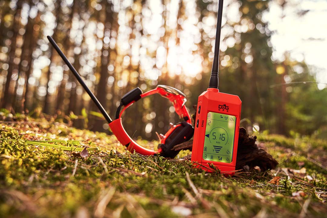 collare gps per cane