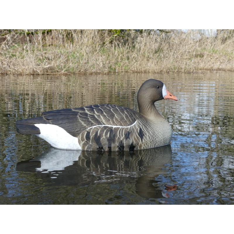 Finalapproachstampoocalombardella6pz-3