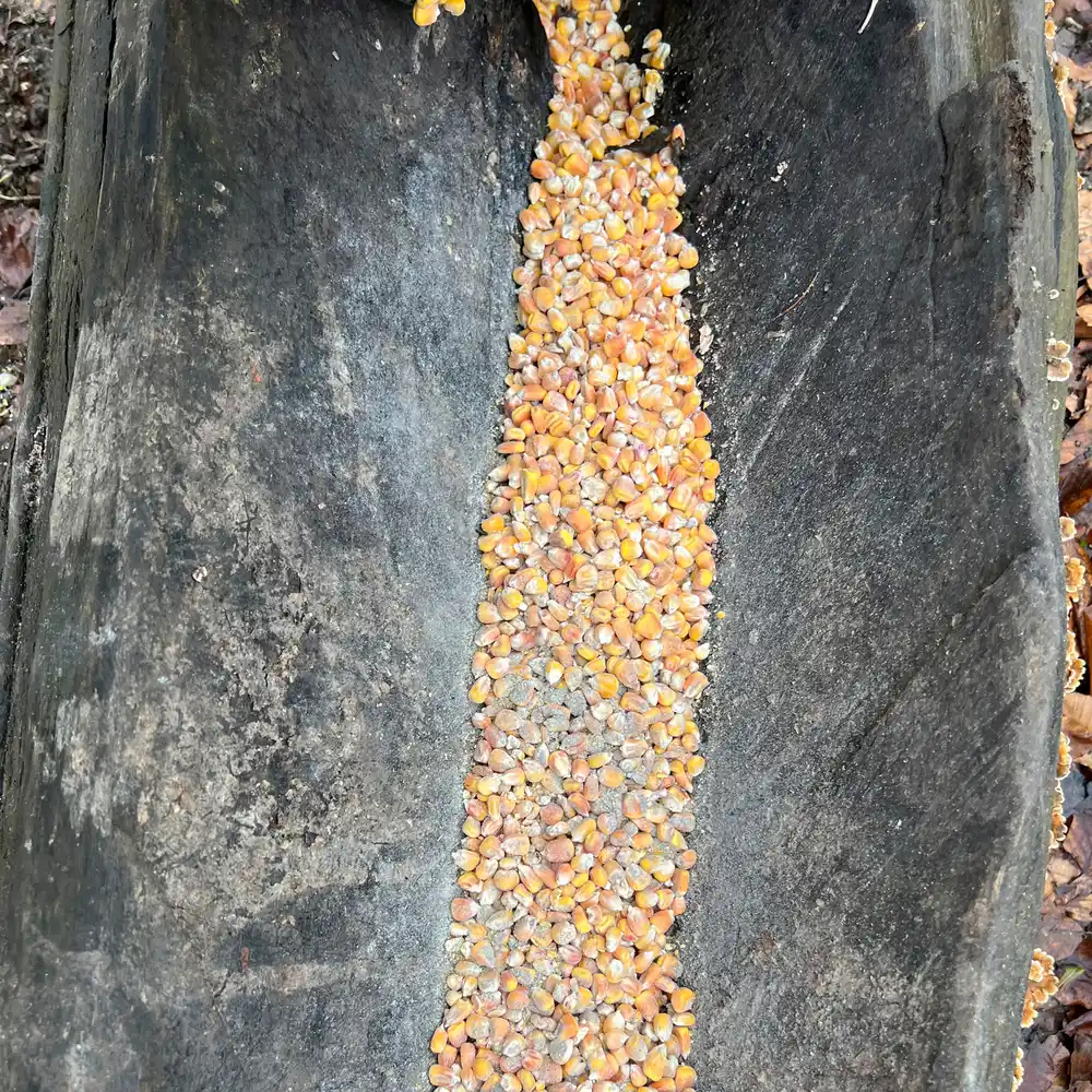 Wildlutscher Turbo kirr_01