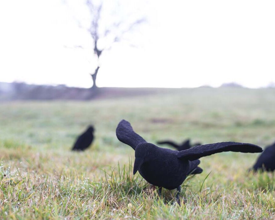 Flocked Decoy Crow with Wings – Corvo floccato con ali (5 o 10 pezzi)