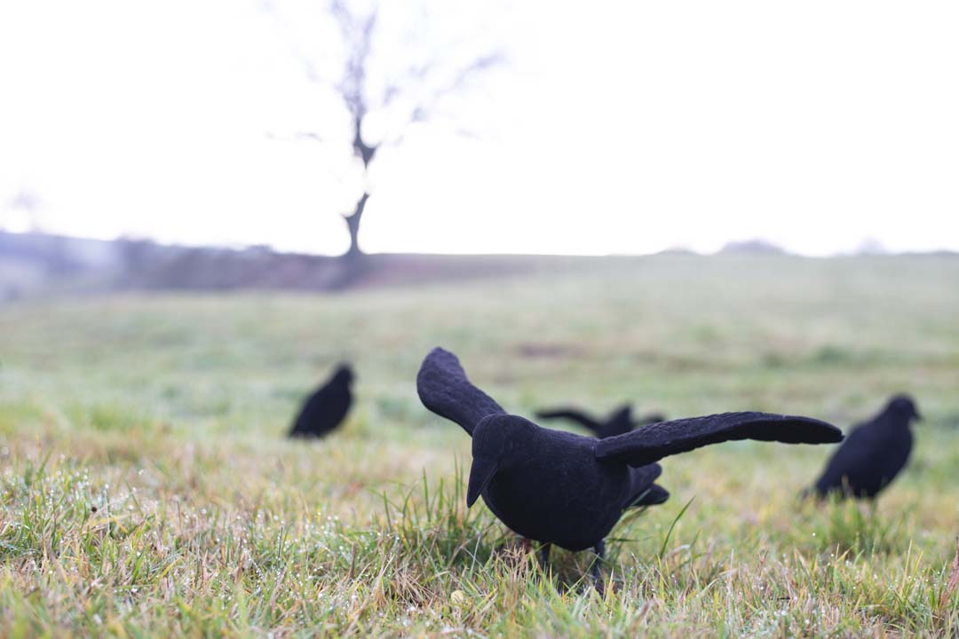 Flocked Decoy Crow with Wings – Corvo floccato con ali (5 o 10 pezzi)
