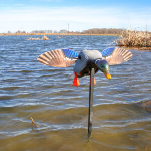 MOJO Elite Series Mini Mallard Drake – Richiamo motorizzato ad ali magnetiche