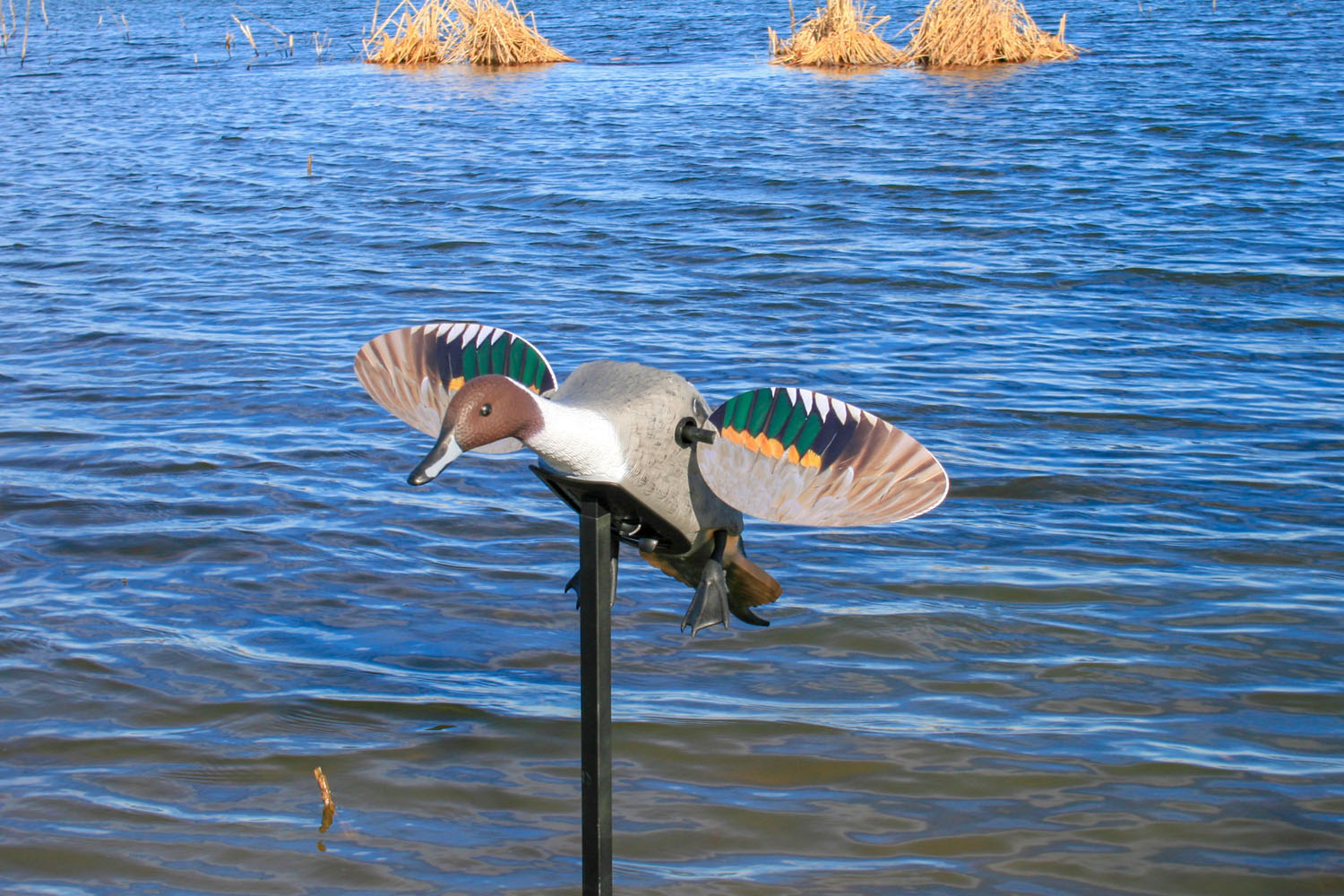 MOJO Elite Series Pintail – Richiamo motorizzato ad ali magnetiche