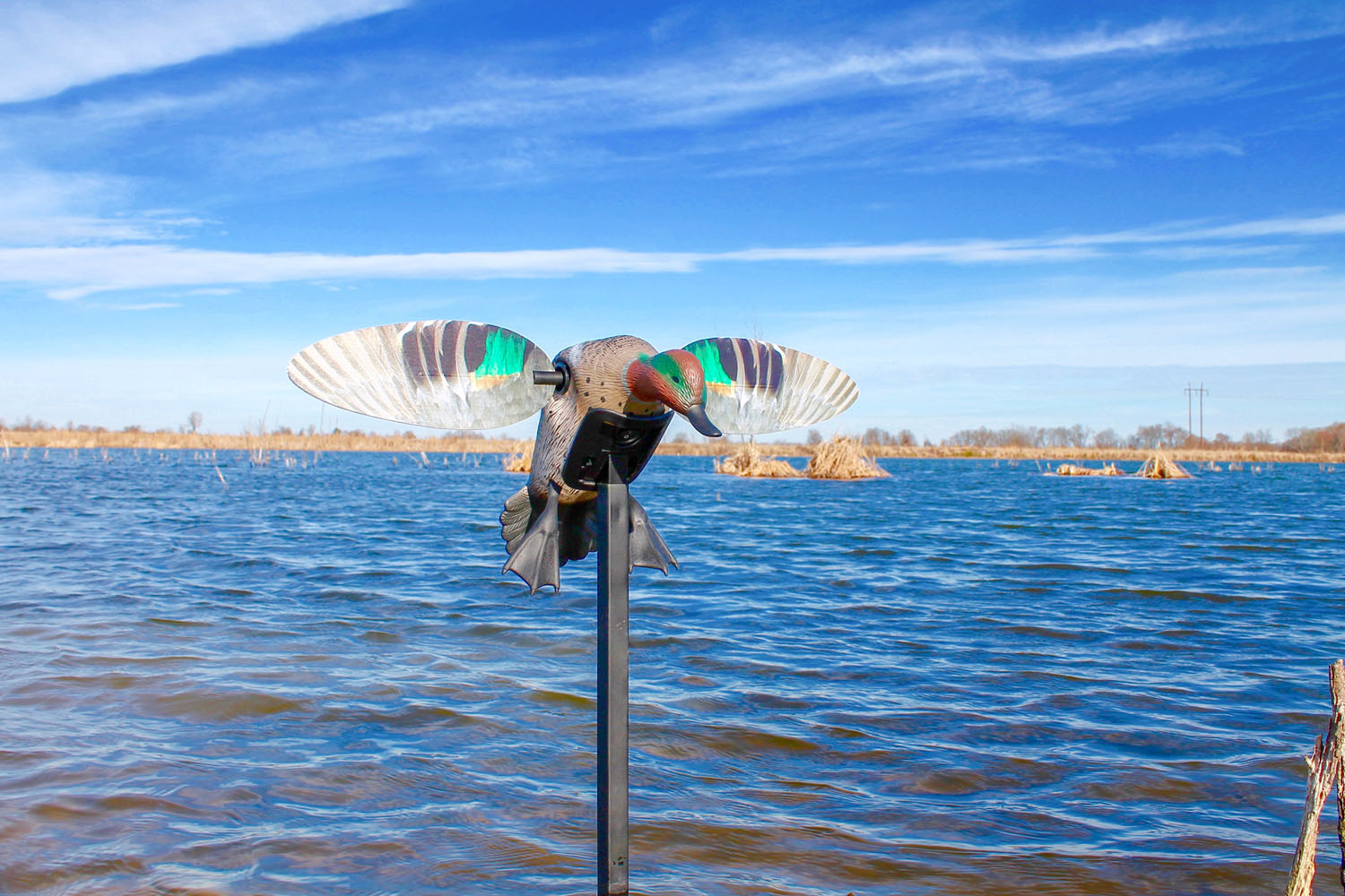 MOJO ES Green Wing Teal – Richiamo motorizzato ad ali magnetiche