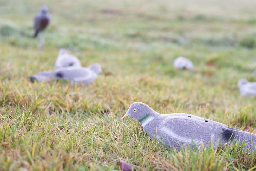 Half Shell To Hunt Pigeons Successfully – Mezzo guscio piccioni floccati (5 o 10 pezzi)