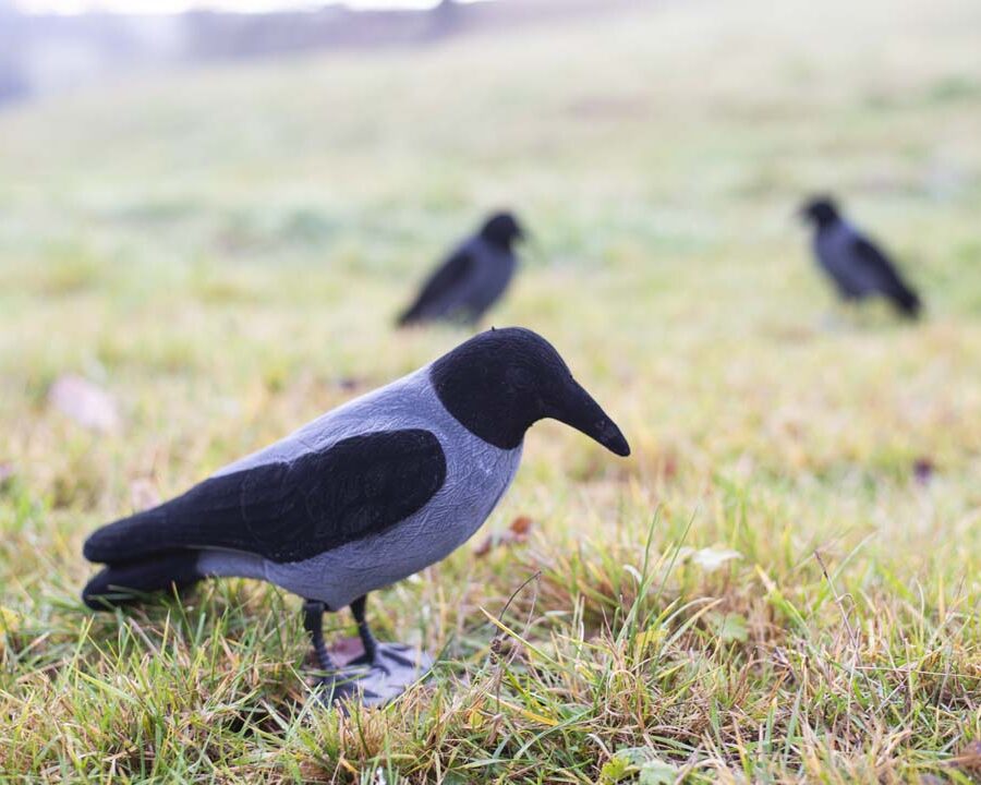 Flocked Hooded Crow – Corvo grigio floccato da richiamo (5 o 10 pezzi)