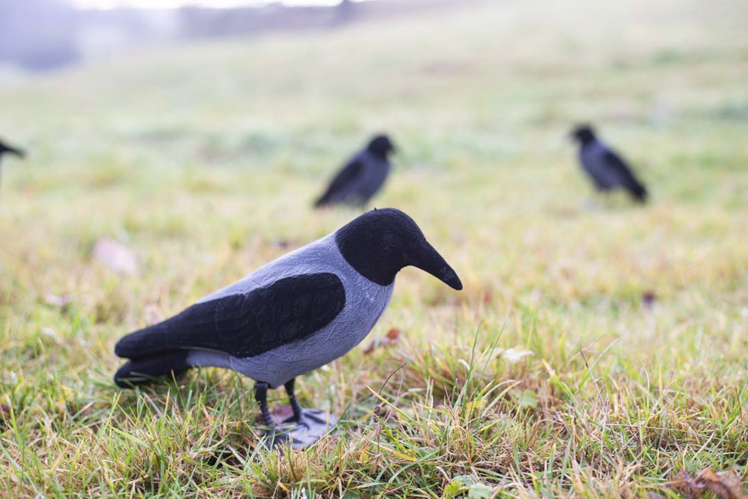 Flocked Hooded Crow – Corvo grigio floccato da richiamo (5 o 10 pezzi)