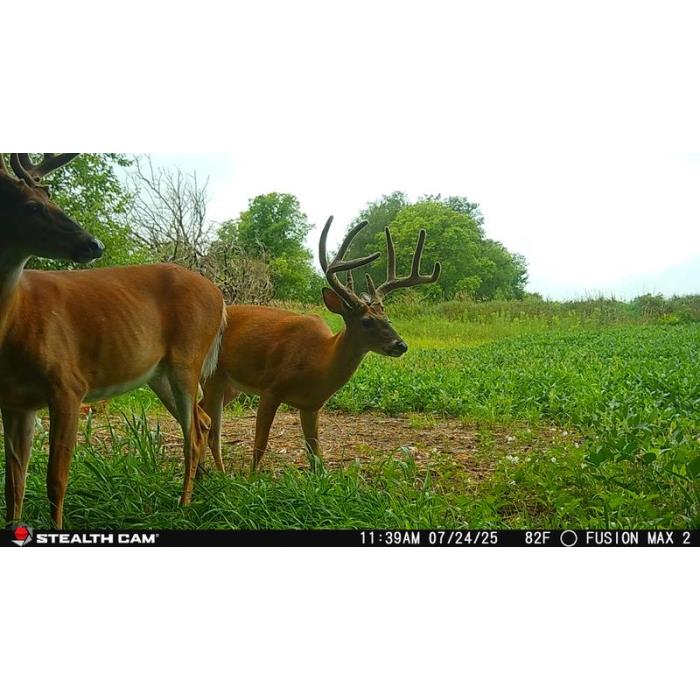 stealth_cam_fototrappola_2